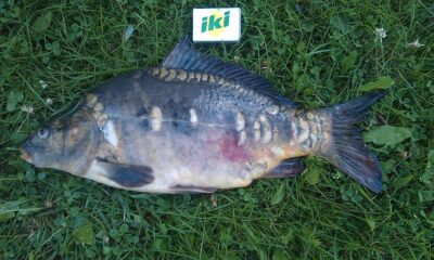 Paprastasis karpis, 1,8 kg — Ygla