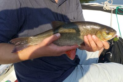 Mekne, 1,2 kg