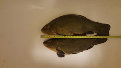 Lynas, 1,7 kg — Kroppkärrssjön