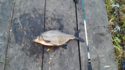 Karšis, 1,2 kg — Baltelis