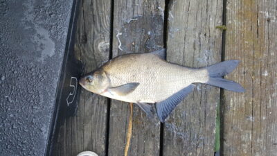Karšis, 1,2 kg — Kroppkärrssjön