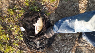 Auksinis karosas, 0,3 kg