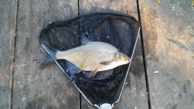 Karšis, 1,1 kg — Baltelis