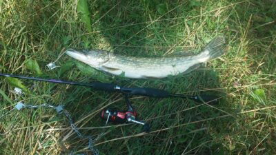 Lydeka, 1,4 kg