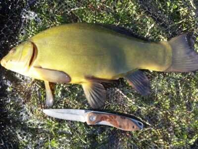 Lynas, 1,7 kg — Klaipėdos