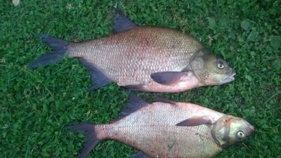 Karšis, 1,8 kg — Rašai