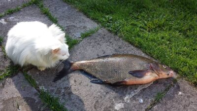 Karšis, 1,9 kg — Neris