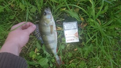 Ešerys, 0,5 kg — Trinyčių