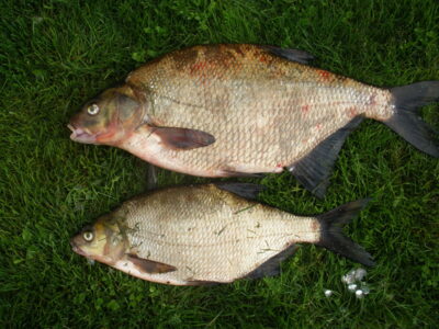 Karšis, 2,2 kg