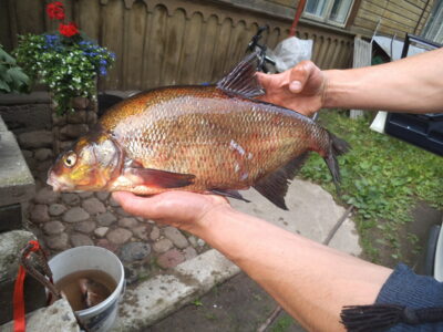 Karšis, 1,3 kg — Nevėžis