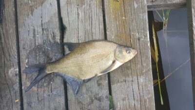 Karšis, 0,7 kg