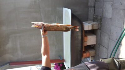 Lydeka, 1,8 kg — Nemunas