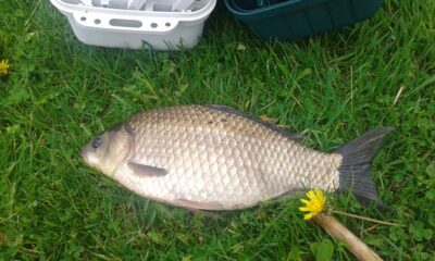 Auksinis karosas, 0,6 kg