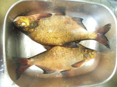 Karšis, 1,5 kg — Nevėžis