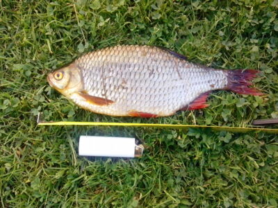 Paprastoji raudė, 0,4 kg — Kavarsko