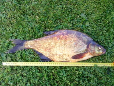 Karšis, 1,8 kg — Kavarsko