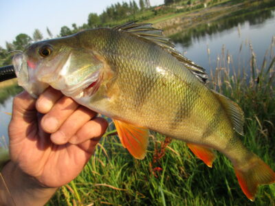 Ešerys, 0,5 kg