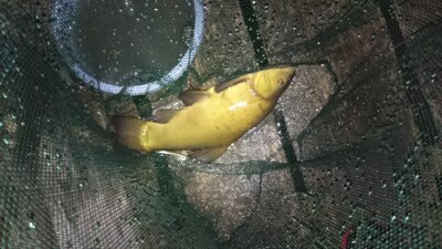 Lynas, 1,0 kg — Paežerių