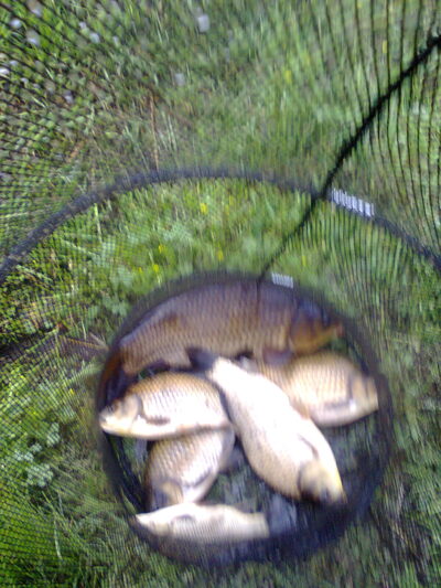 Paprastasis karpis, 1,2 kg