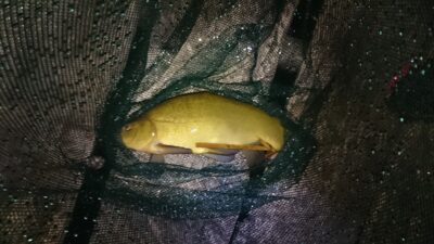 Lynas, 1,2 kg — Paežerių