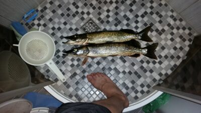 Lydeka ×2 — Ekrano gamyklos