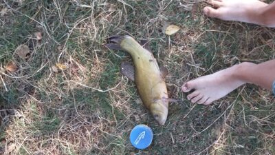 Lynas, 0,7 kg — Latežeris