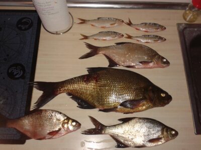 Karšis, 1,7 kg — Vilkokšnis