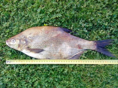 Karšis, 1,1 kg — Kavarsko