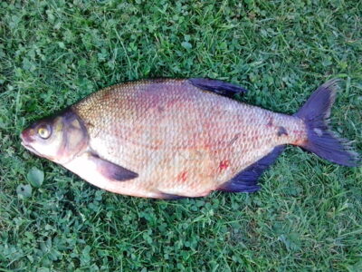 Karšis, 1,6 kg — Šventoji