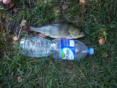 Ešerys, 0,8 kg