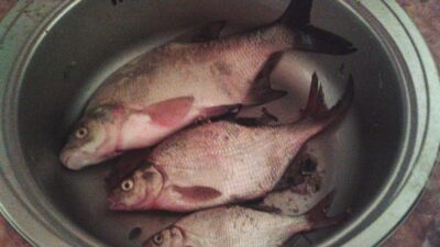 Karšis, 3,1 kg