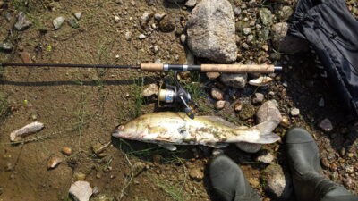 Starkis, 1,6 kg — Nemunas