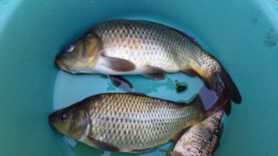 Paprastasis karpis, 1,0 kg