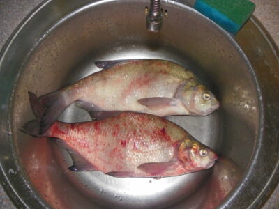 Karšis, 1,0 kg — Kuršių