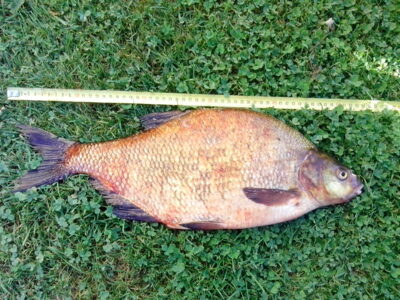 Karšis, 2,2 kg — Kavarsko
