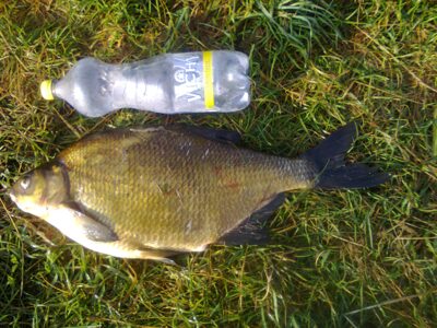 Karšis, 2,6 kg — Mūša