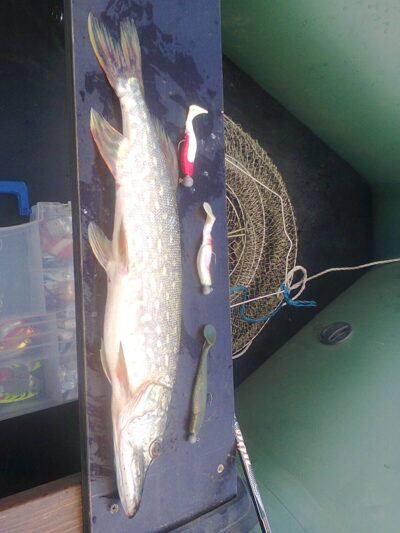 Lydeka, 0,7 kg — Mominys