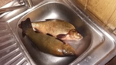 Lynas, 1,4 kg — Kadrėnų
