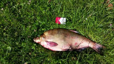 Karšis, 4,1 kg — Kuršių