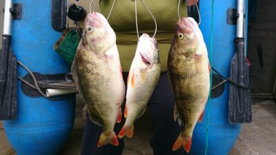 Ešerys, 0,9 kg — Kuršių