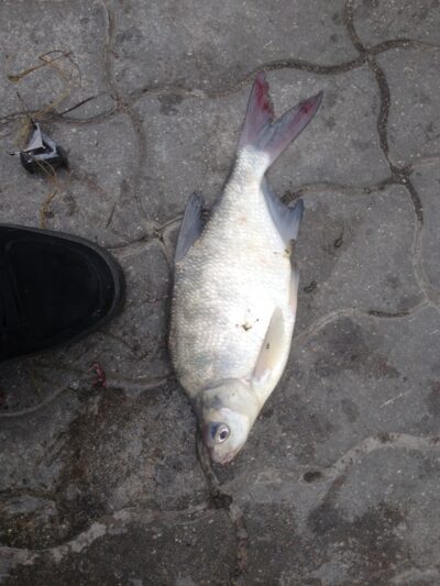 Karšis, 1,2 kg — Kuršių