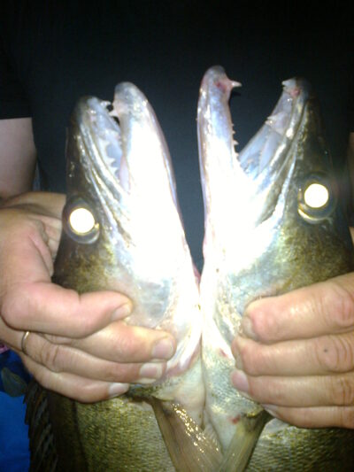 Starkis, 1,7 kg — Utenos