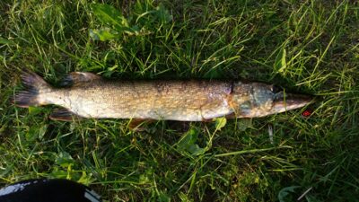 Lydeka, 2,0 kg — Giedavardys
