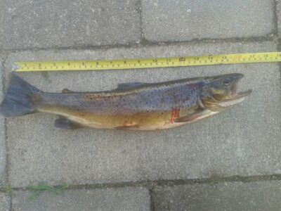 Upėtakis, 0,7 kg