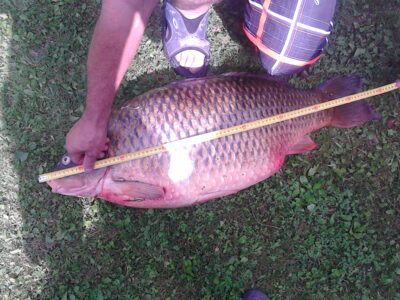 Paprastasis karpis, 20,8 kg — Nemunas