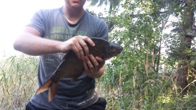 Karšis, 1,5 kg — Vidugašlis