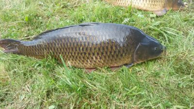 Paprastasis karpis, 9,2 kg