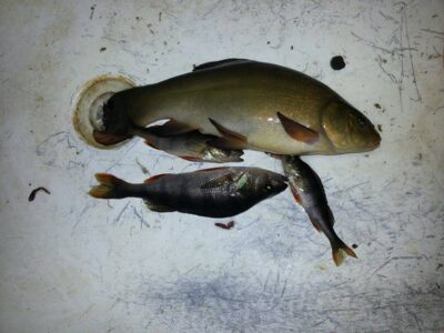 Lynas, 0,4 kg