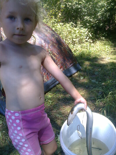 Ungurys, 0,7 kg — Labė