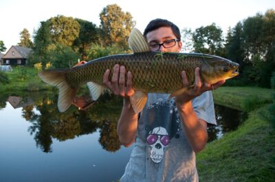 Baltasis amūras, 4,1 kg